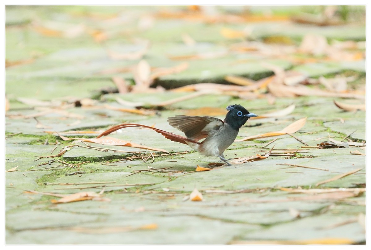 绶带（公鸟）清晨从竹林下到小路上觅食