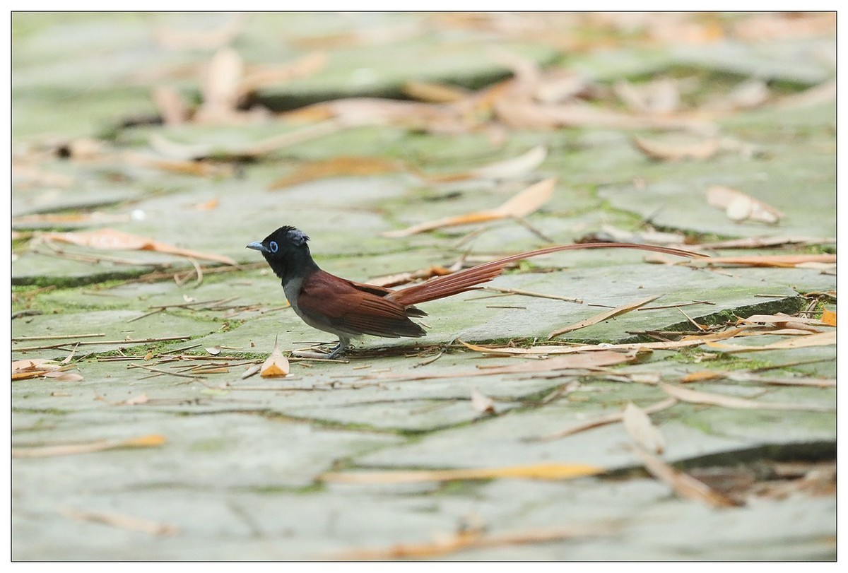 绶带（公鸟）清晨从竹林下到小路上觅食