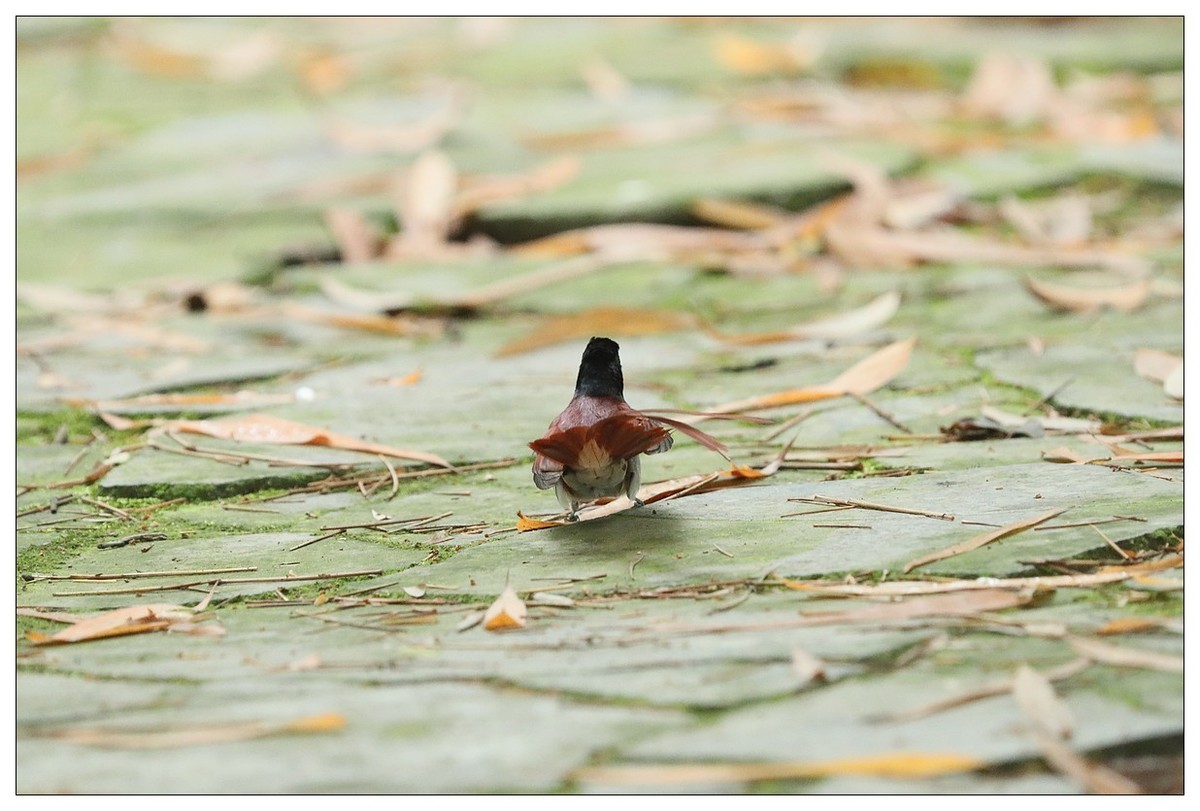 绶带（公鸟）清晨从竹林下到小路上觅食