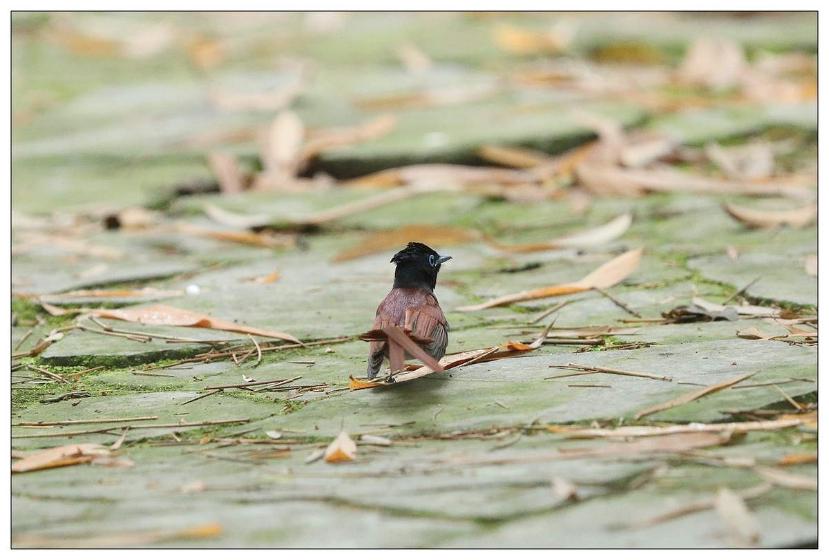 绶带（公鸟）清晨从竹林下到小路上觅食