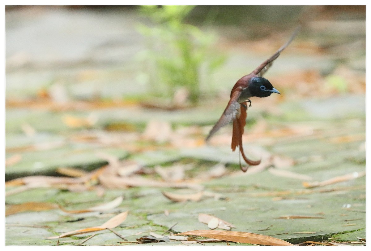 绶带（公鸟）清晨从竹林下到小路上觅食