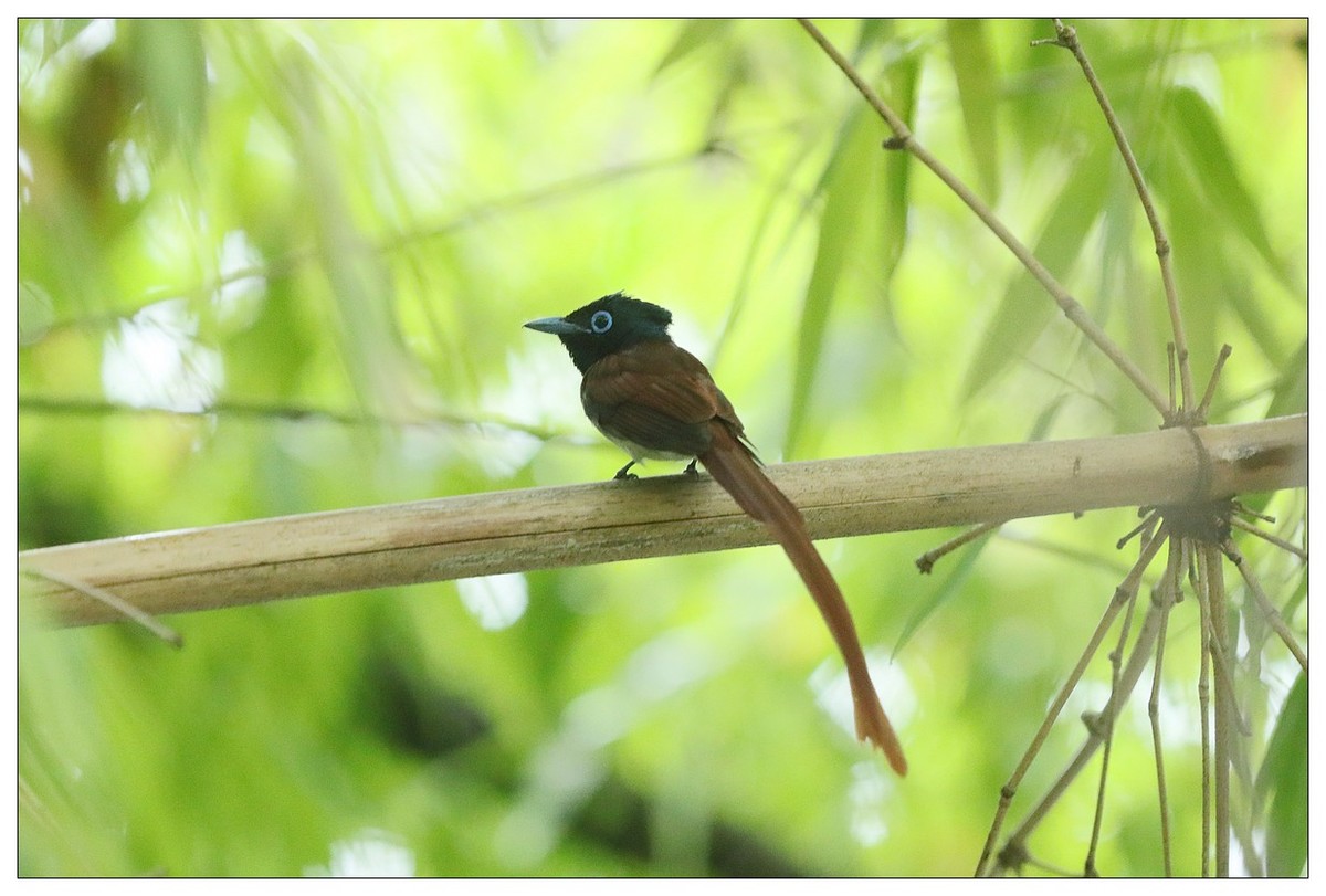 绶带（公鸟）清晨从竹林下到小路上觅食