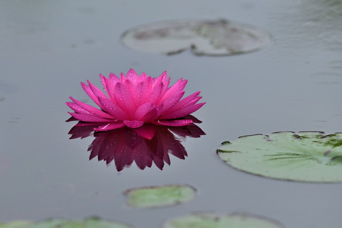 2023年端午节前发一组荷花