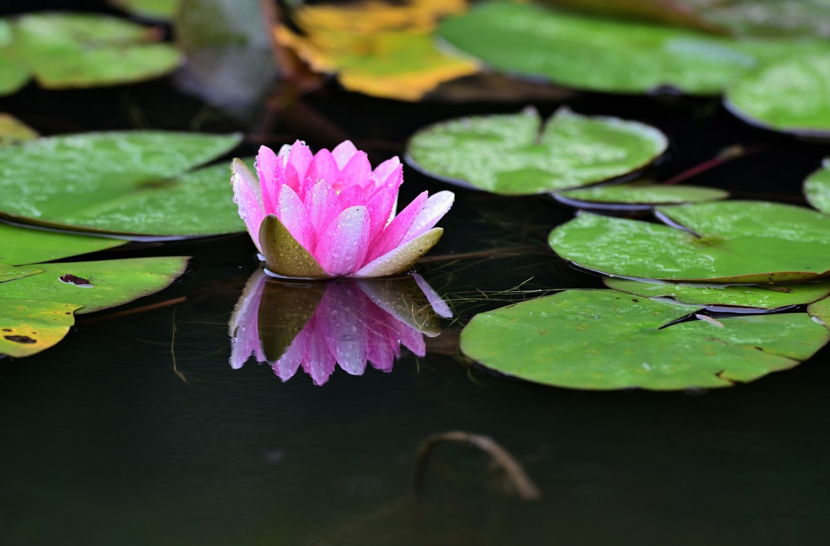 2023年端午节前发一组荷花