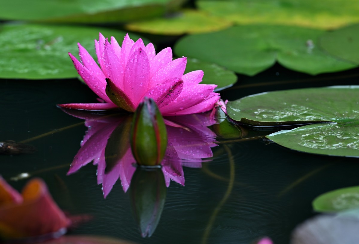 2023年端午节前发一组荷花