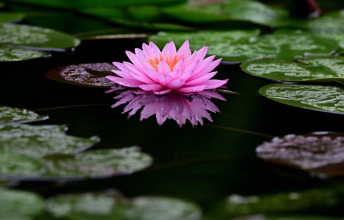 2023年端午节前发一组荷花