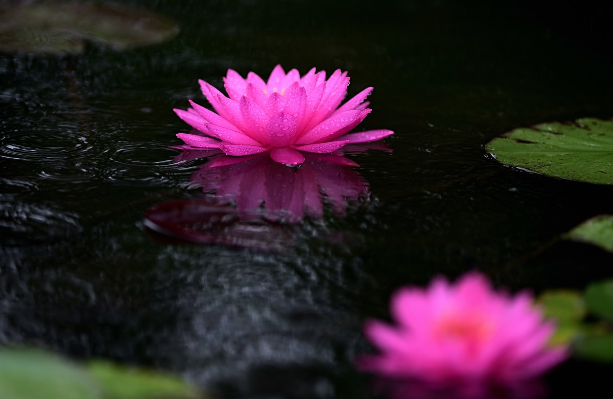 2023年端午节前发一组荷花