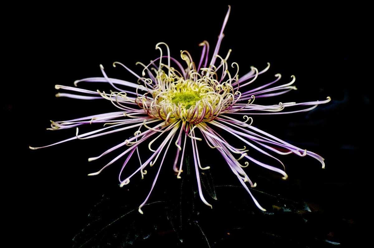 晚秋——菊开正当时 （三）