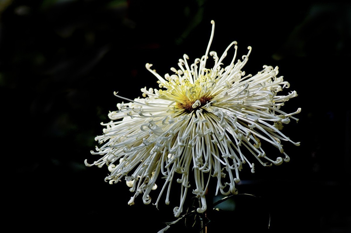 晚秋——菊开正当时 （三）