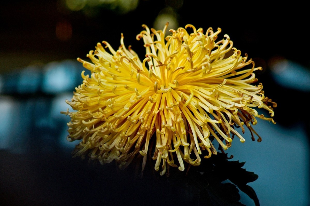 晚秋——菊开正当时 （三）