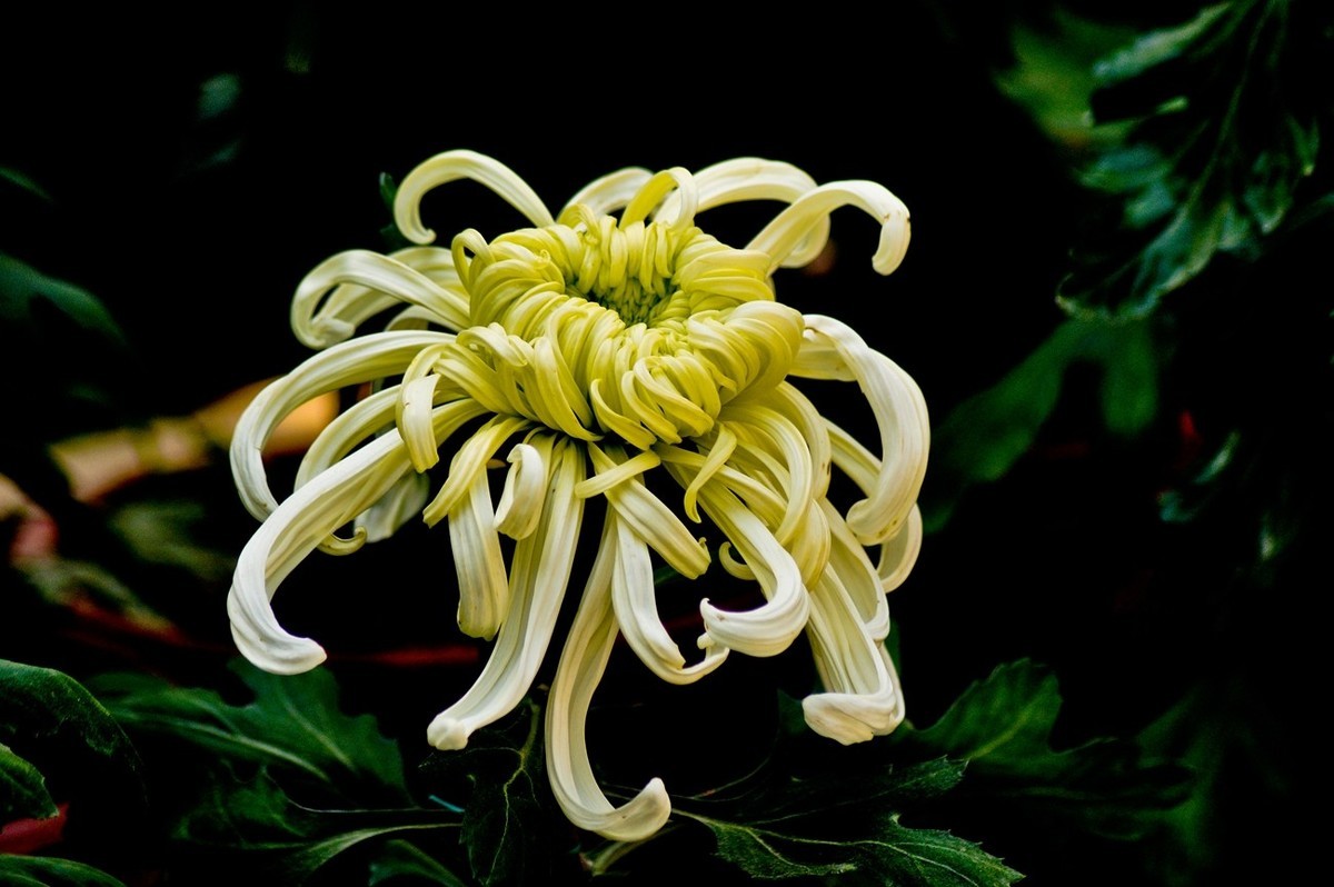 晚秋——菊开正当时 （三）