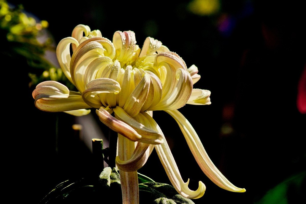 晚秋——菊开正当时 （三）