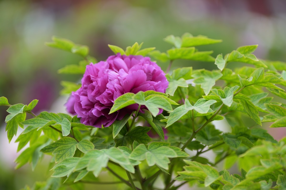 今年四月份拍的牡丹