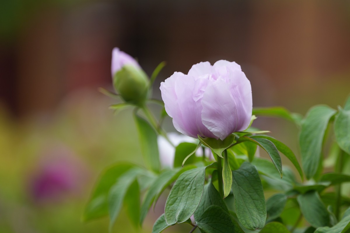 今年四月份拍的牡丹