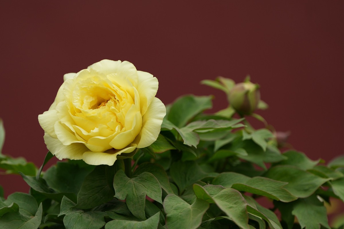 今年四月份拍的牡丹