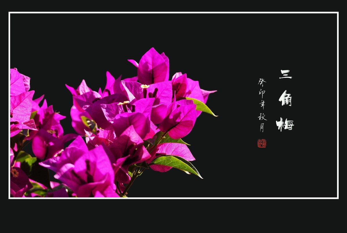 似花非花的三角梅