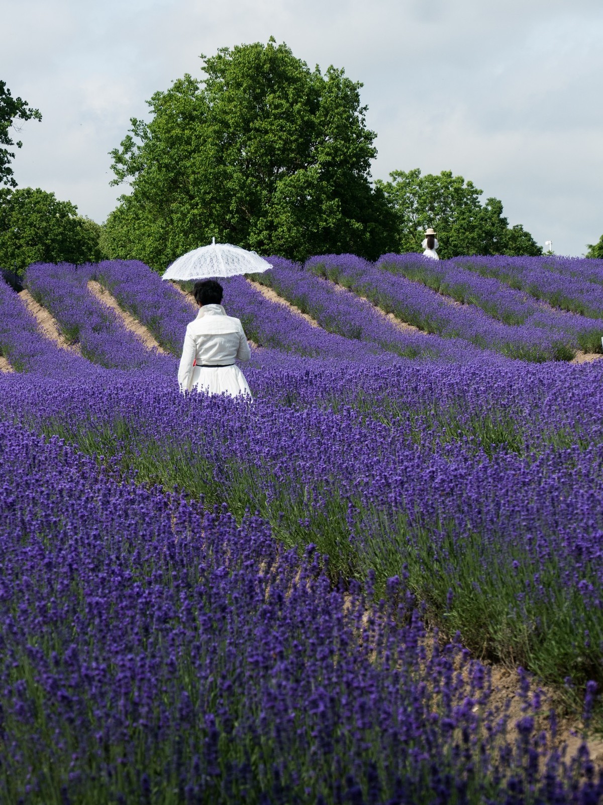 上海薰衣草公园（1）