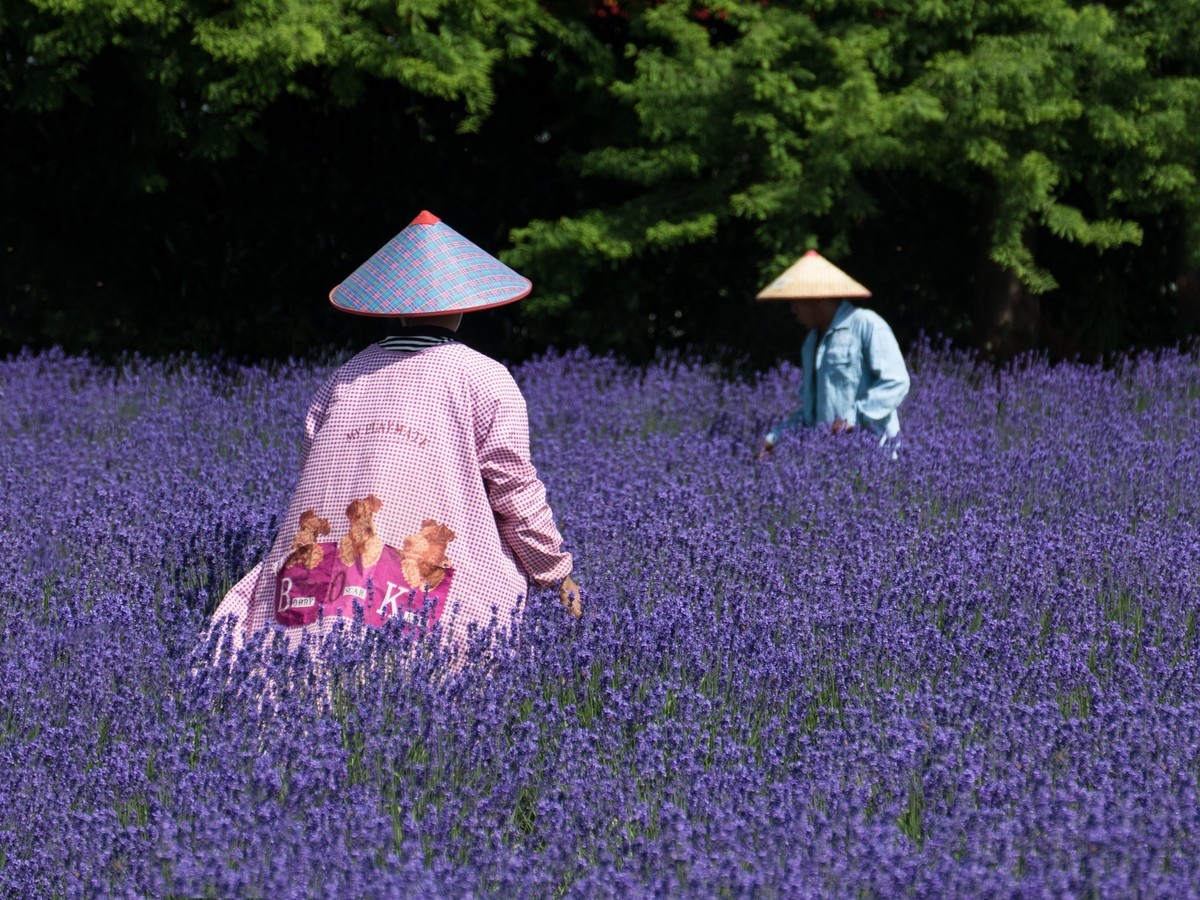 上海薰衣草公园（1）