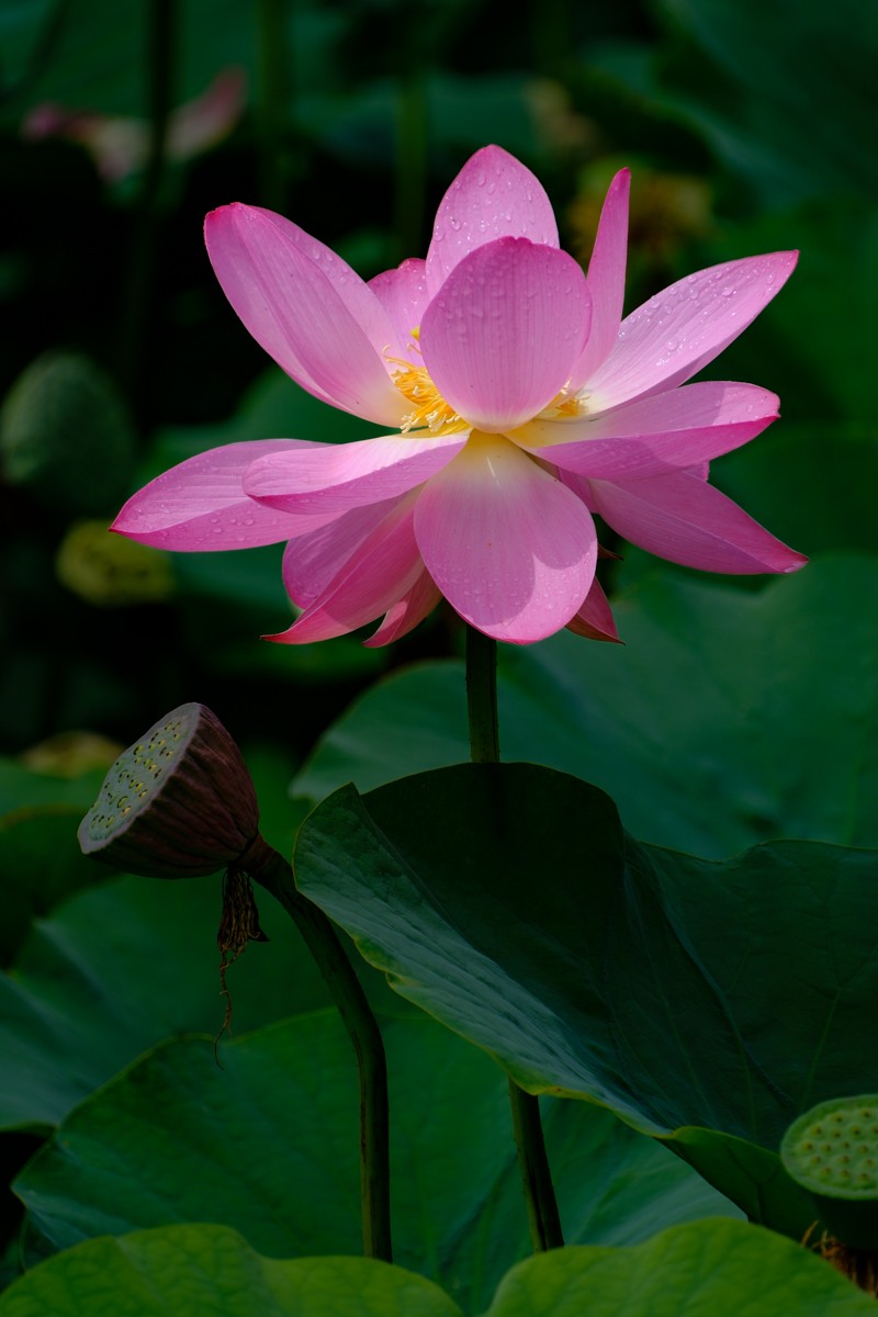 X-H2+腾龙18-300荷花一组