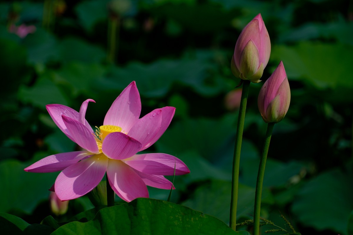 X-H2+腾龙18-300荷花一组