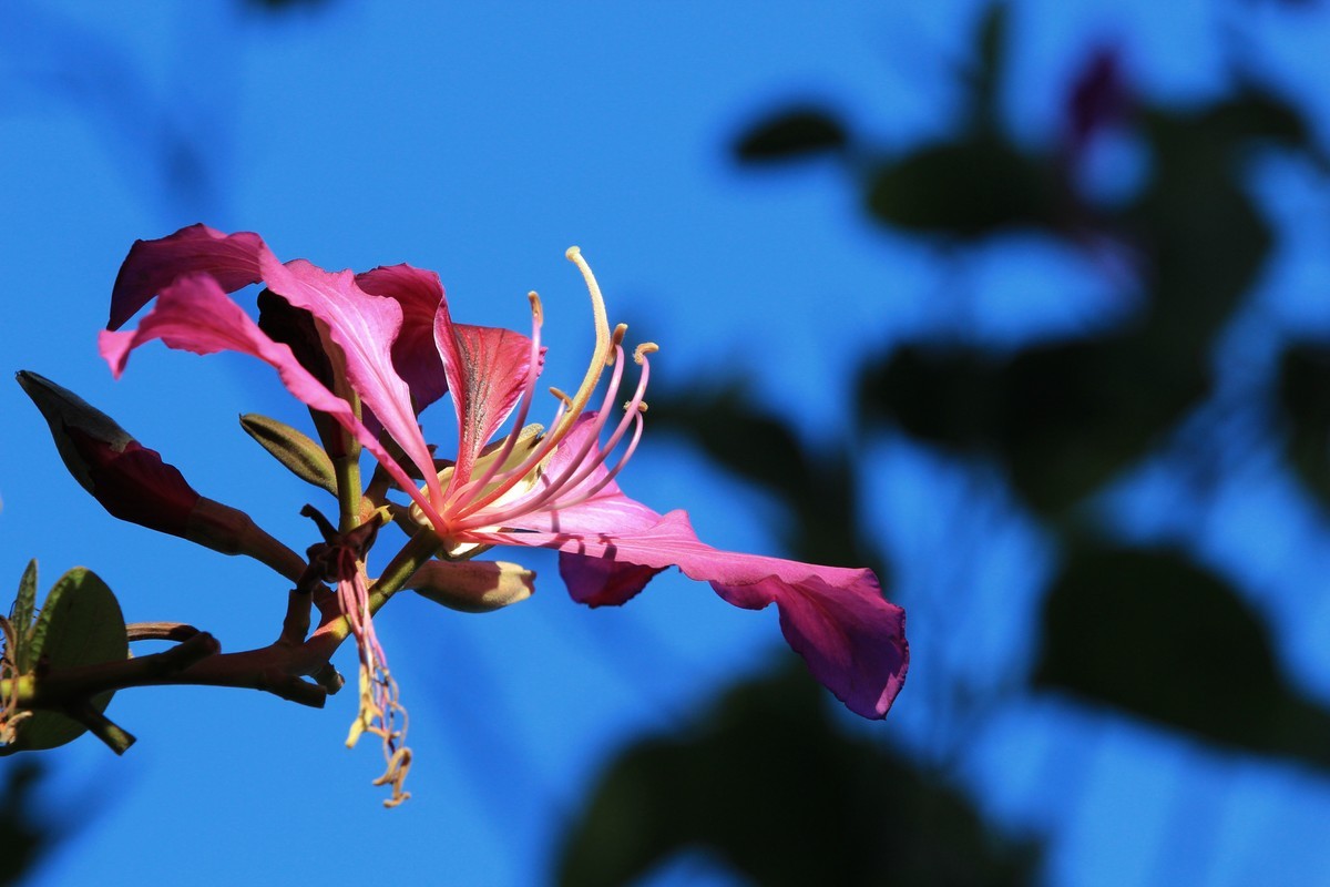 拍摄花卉一（415）