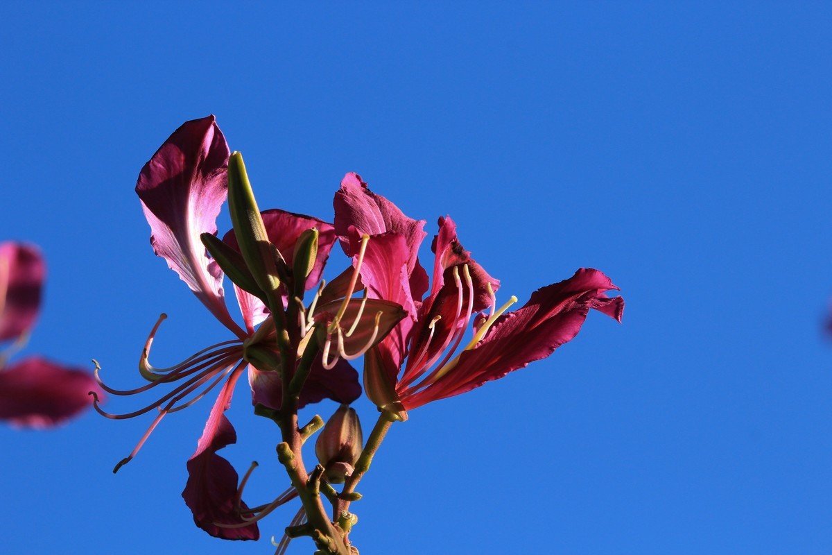 拍摄花卉一（415）