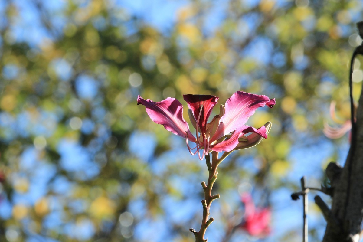 拍摄花卉一（415）