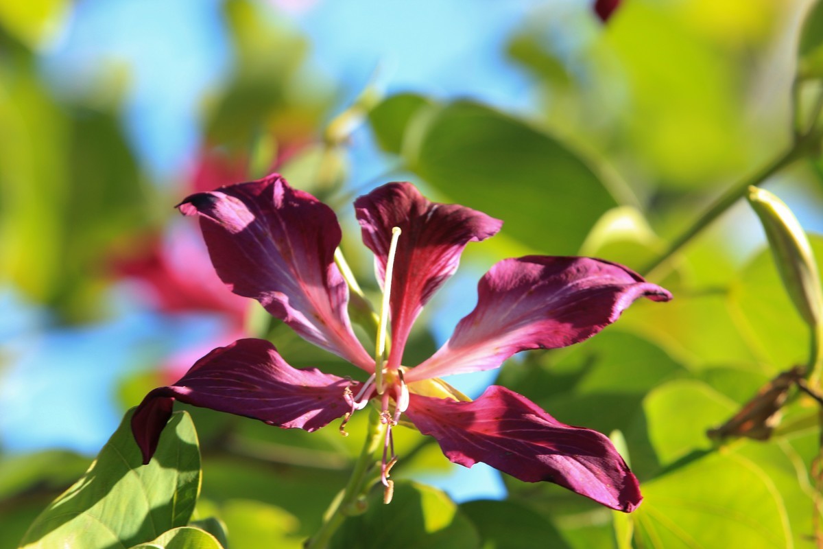 拍摄花卉一（415）