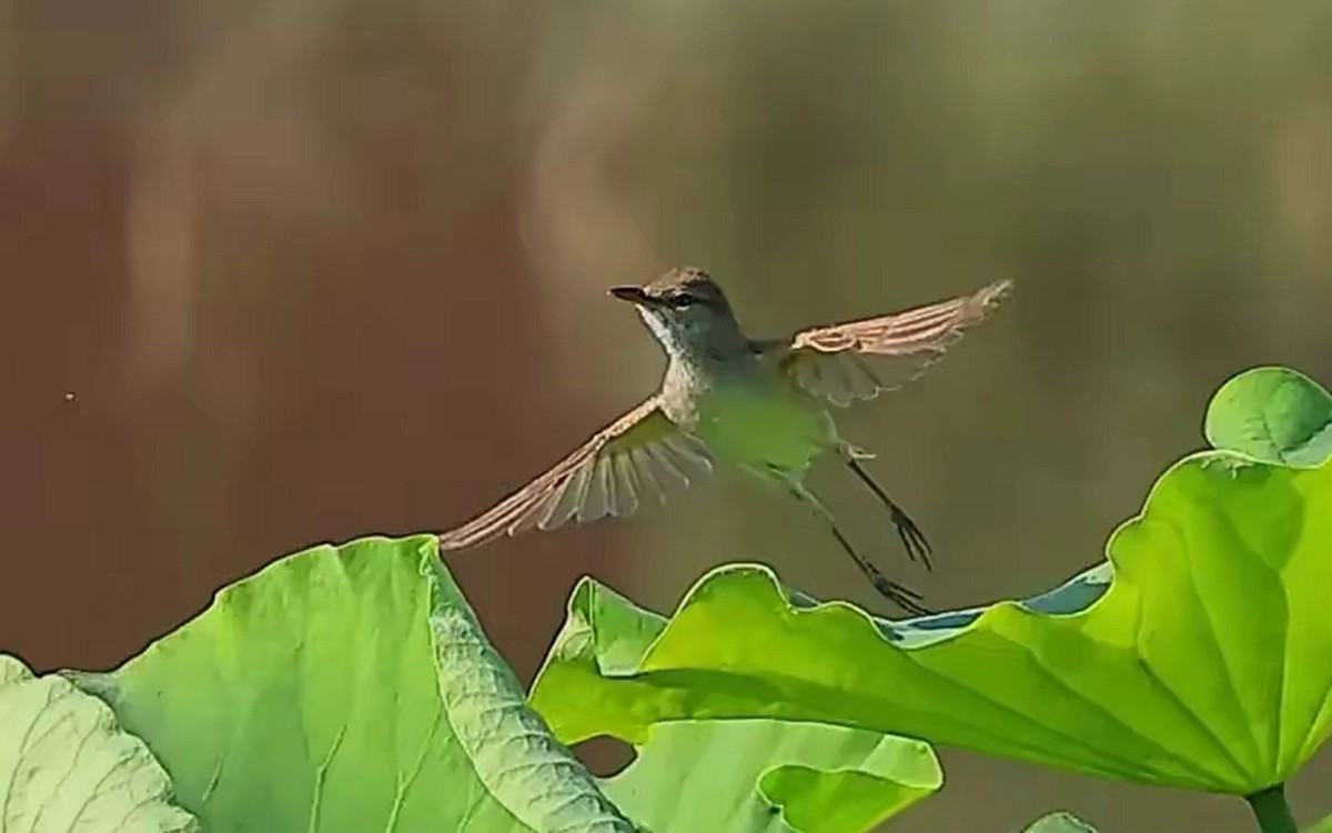 菏叶上的绿堠蜂虎[连拍]