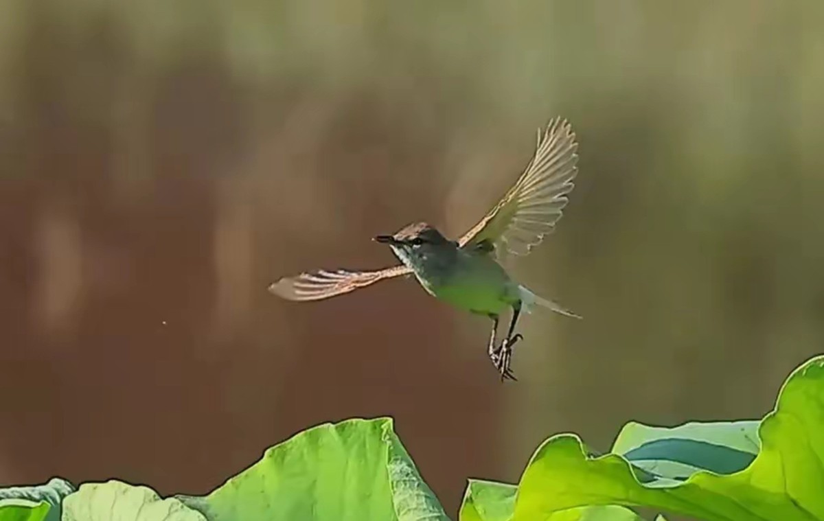 菏叶上的绿堠蜂虎[连拍]