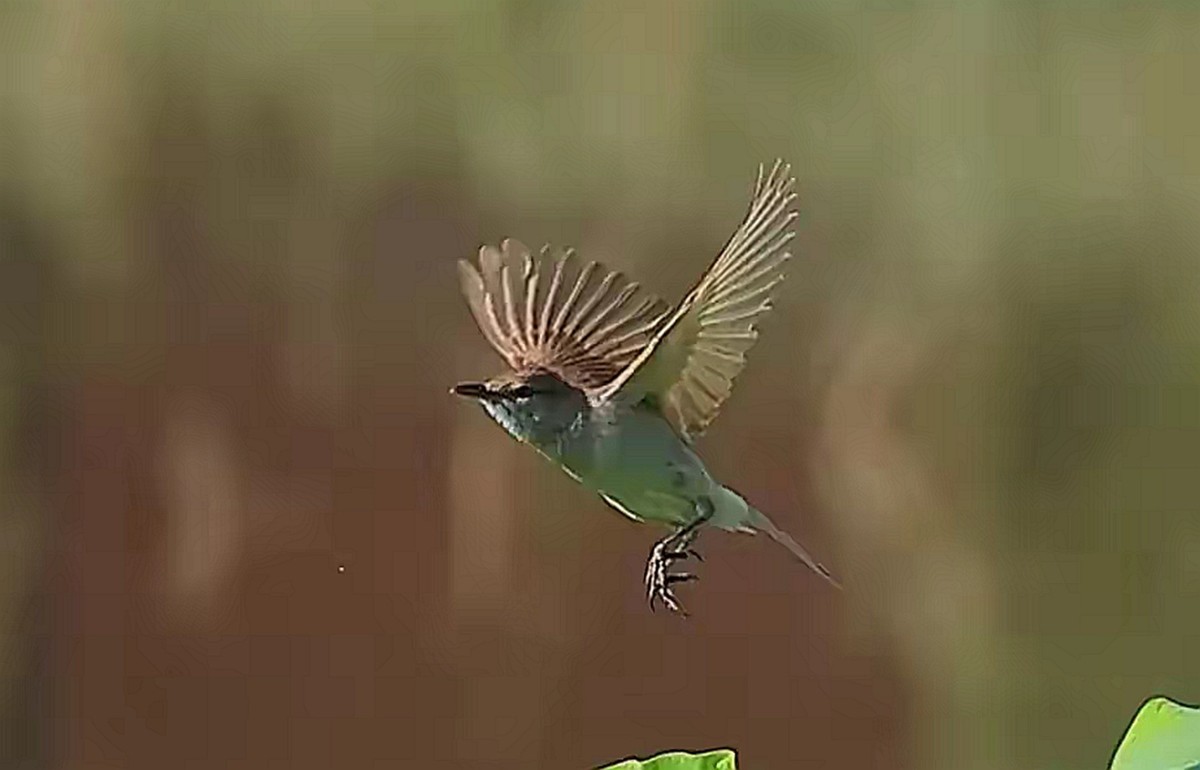 菏叶上的绿堠蜂虎[连拍]