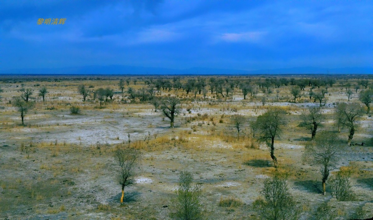 早春北疆之旅（102）：路遇胡杨林—1