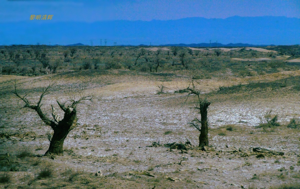 早春北疆之旅（102）：路遇胡杨林—1