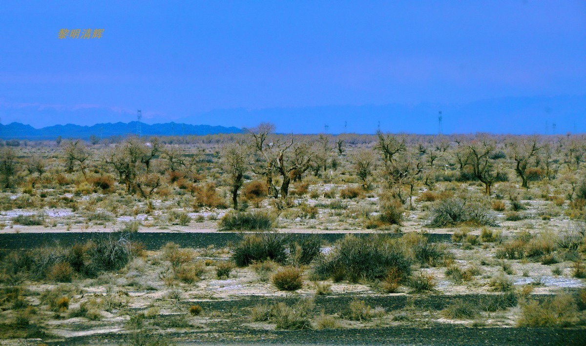 早春北疆之旅（102）：路遇胡杨林—1