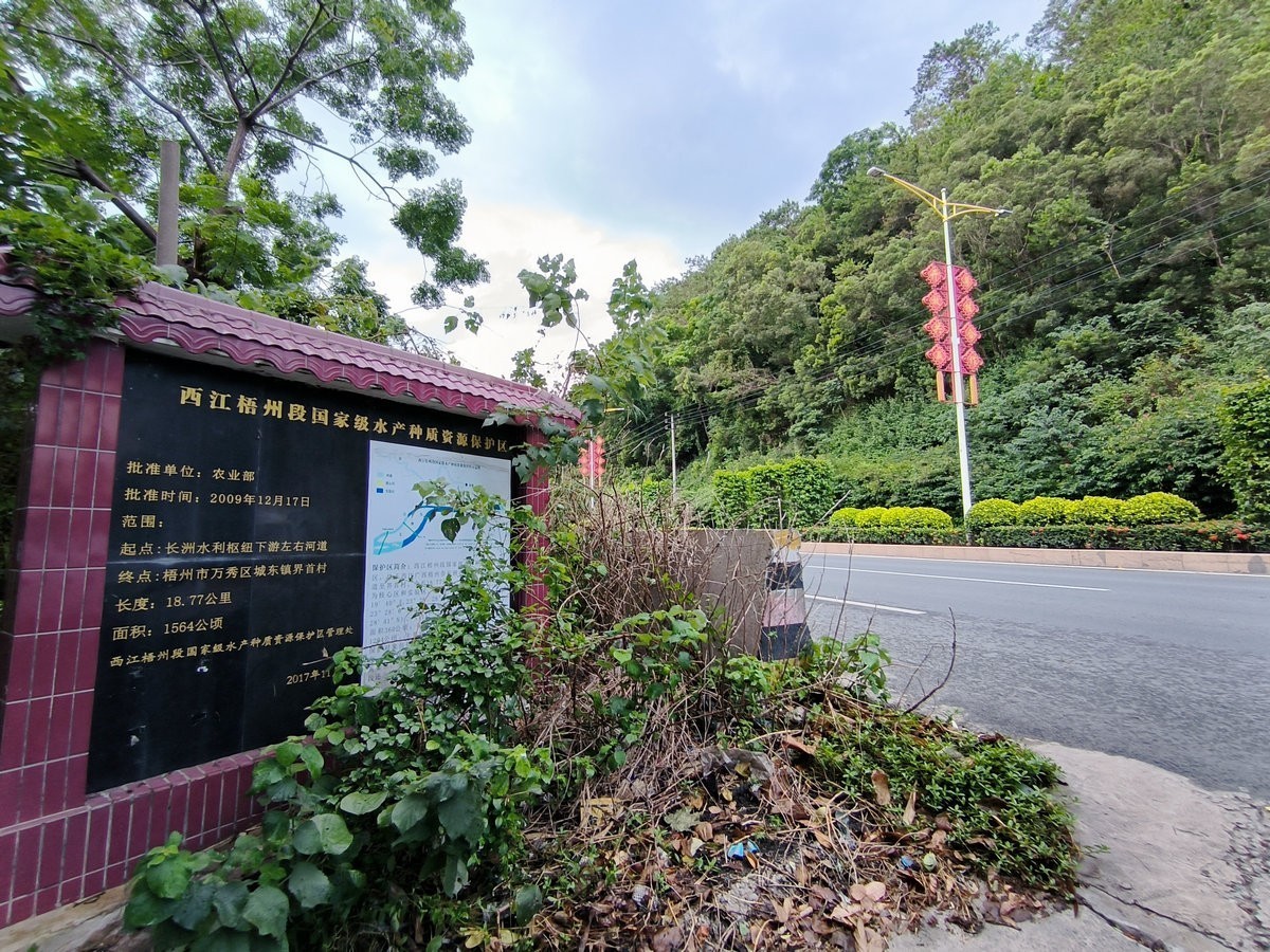 2024夏 海南环岛行（182）在梧州吃西江鱼