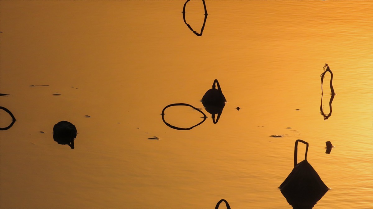 冬日荷塘别有韵