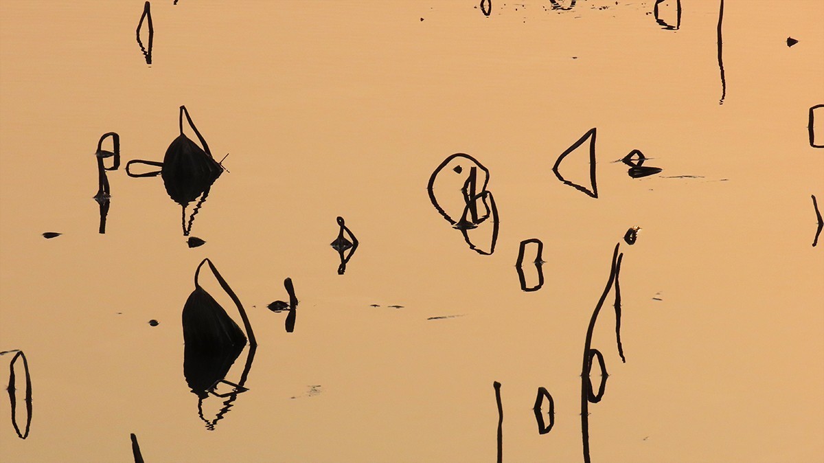 冬日荷塘别有韵