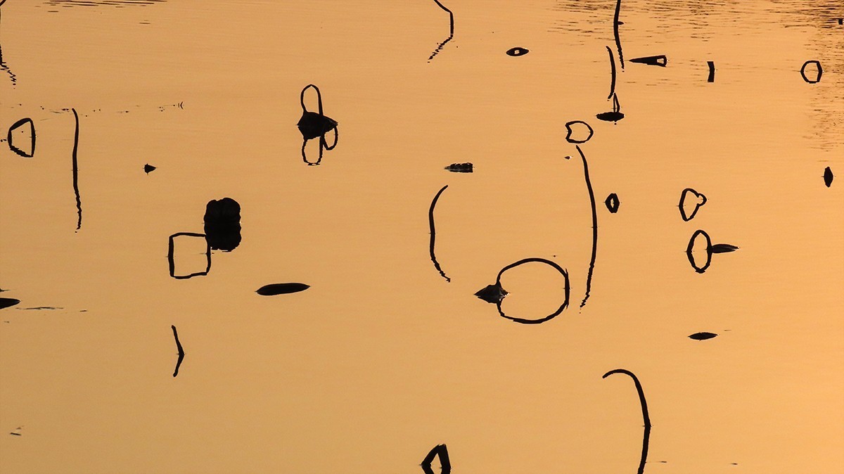 冬日荷塘别有韵