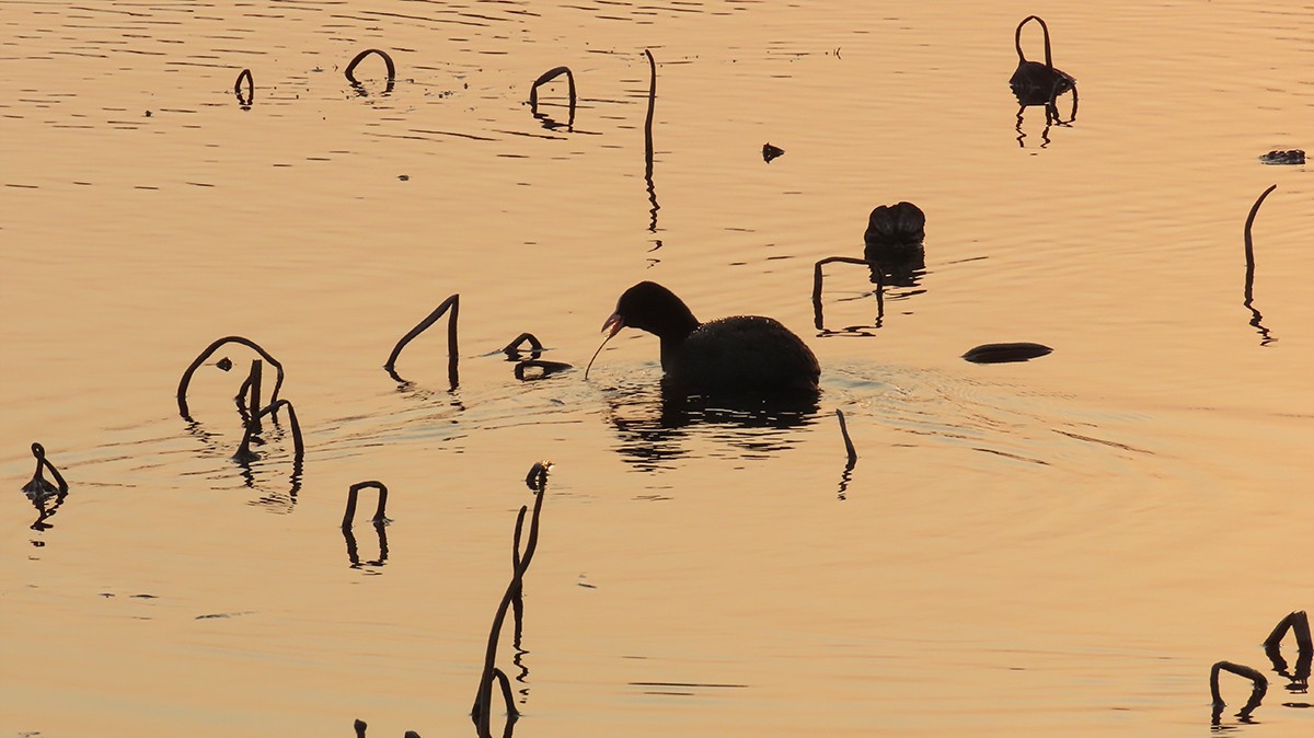 冬日荷塘别有韵