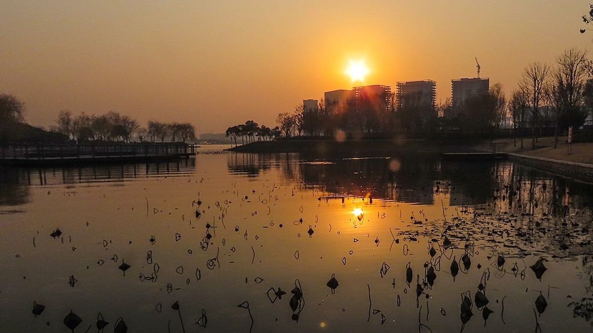 冬日荷塘别有韵