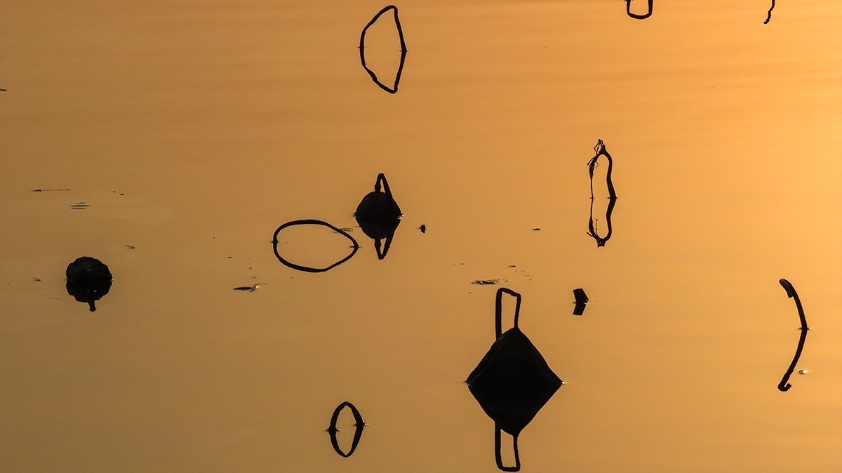 冬日荷塘别有韵