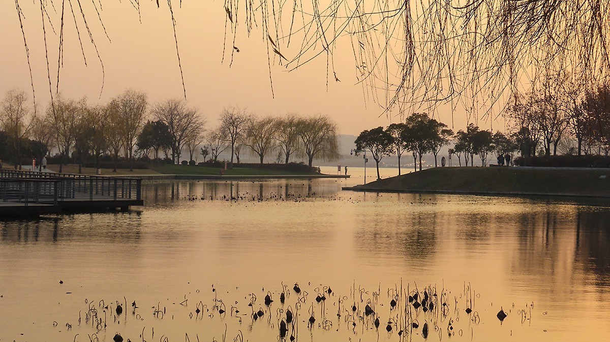 冬日荷塘别有韵