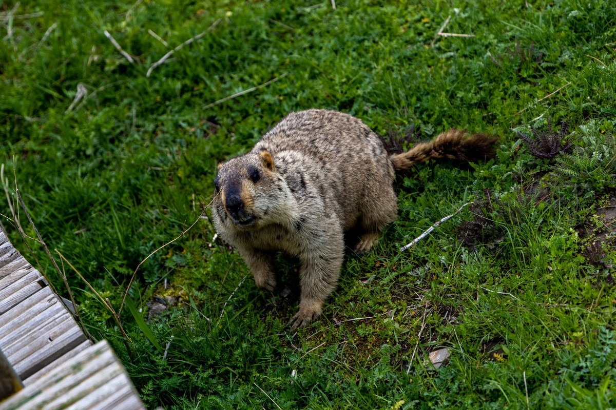 甘南旅拍——土拨鼠（4）完