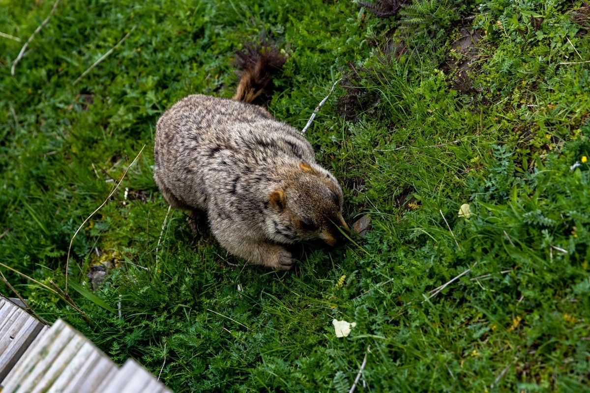 甘南旅拍——土拨鼠（4）完