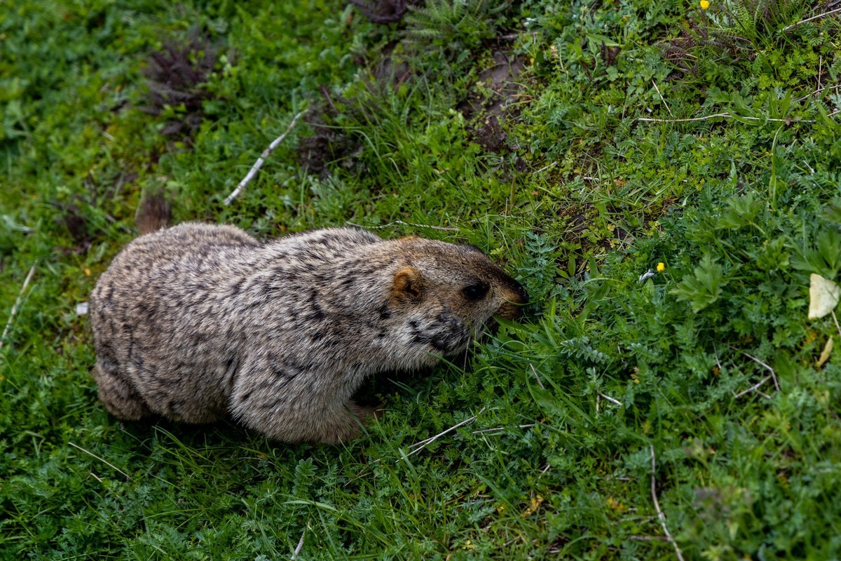 甘南旅拍——土拨鼠（4）完