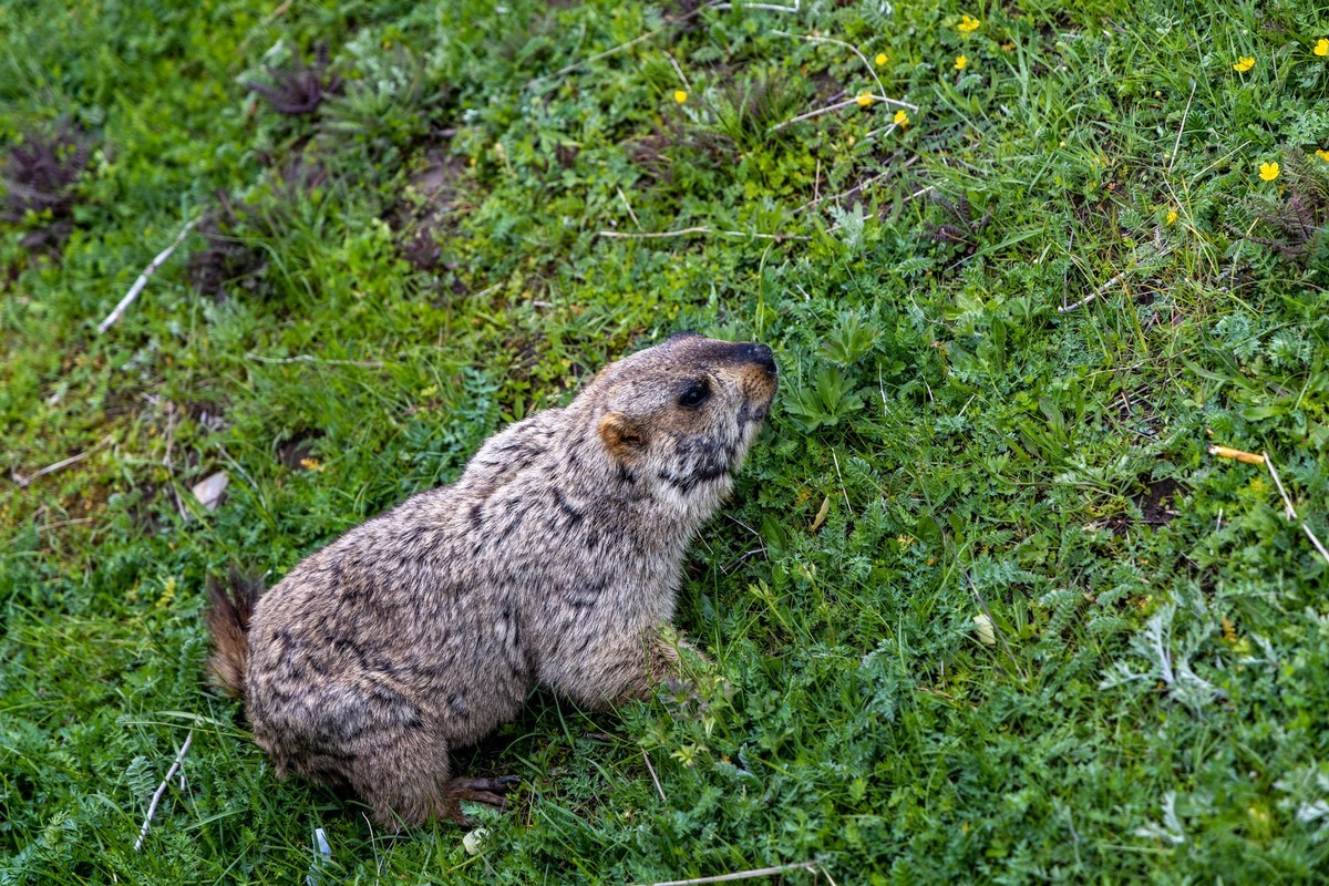 甘南旅拍——土拨鼠（4）完