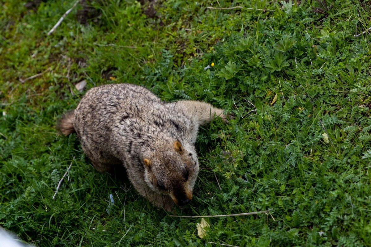 甘南旅拍——土拨鼠（4）完