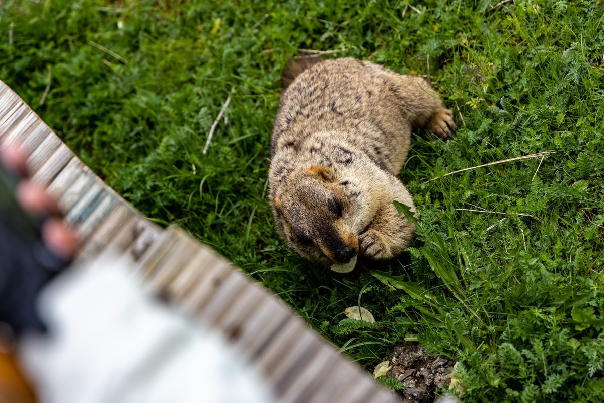 甘南旅拍——土拨鼠（4）完