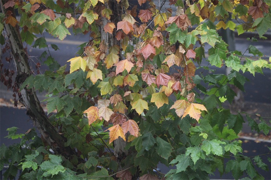 初冬的洛阳景华路印象
