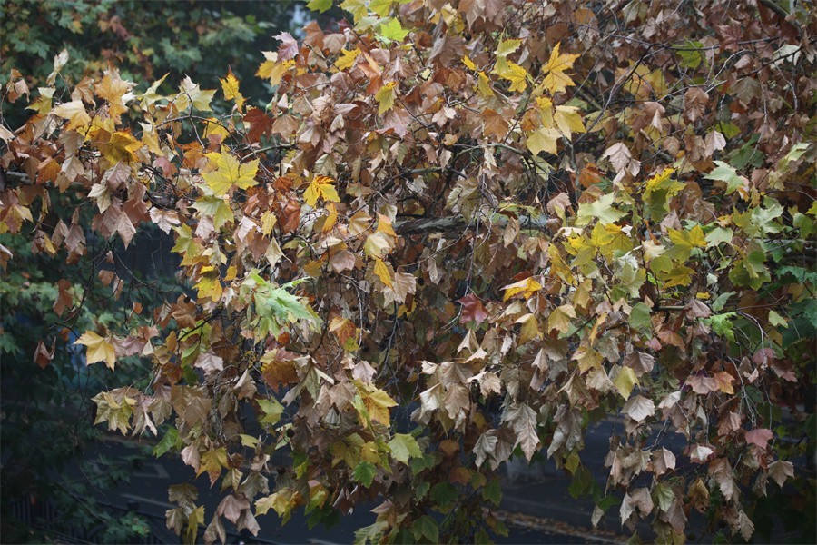 初冬的洛阳景华路印象